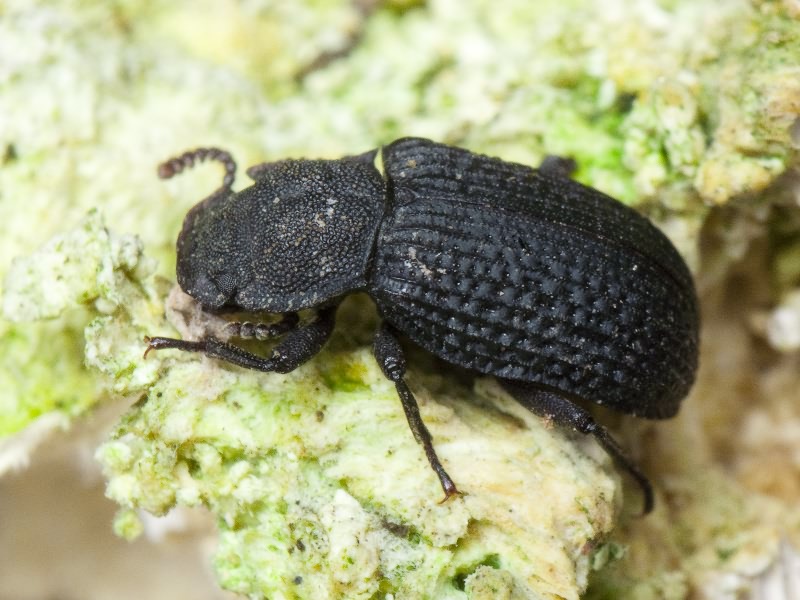 Bolitophagus reticulatus (Linnaeus, 1767)